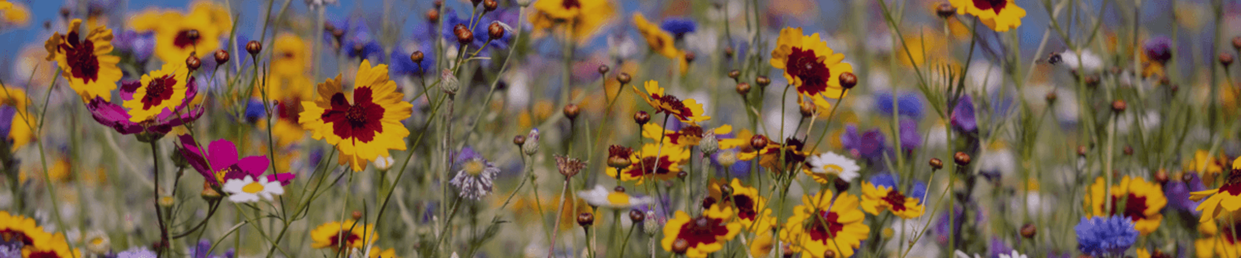 Bed of colourful flowers