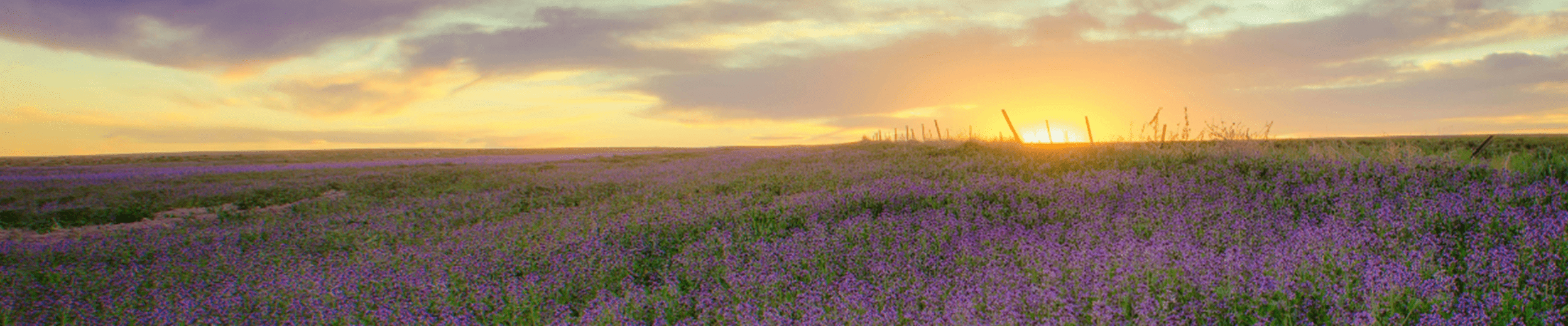 Purple flower field during golden hour